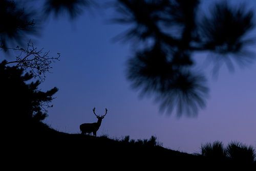 Fallow deer at the last light of day
