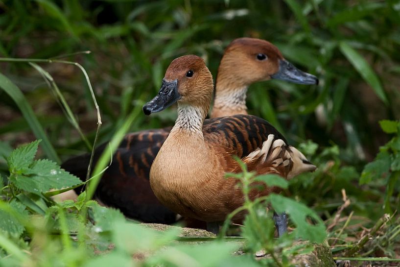 Ducks etc : Blijdorp zoo by Loek Lobel