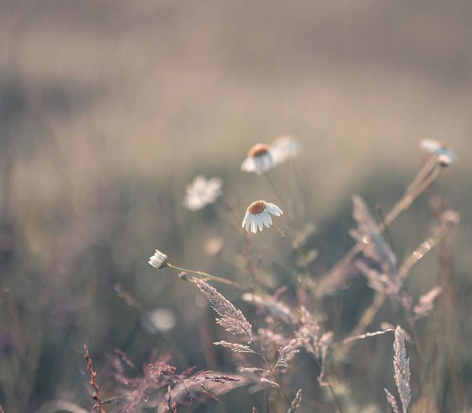 Blumen Teil 161 von Tania Perneel