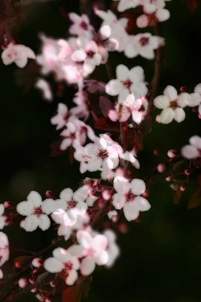 Tree blossom in spring by Thomas Jäger