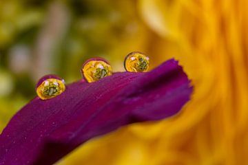 Ranunculus en gouttes. sur Erik de Rijk