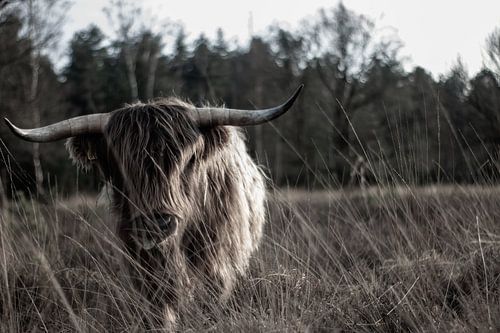 Scottish Highlander on the moor