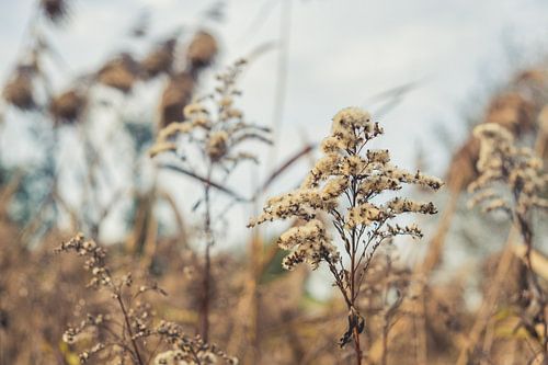 Fleur d'automne