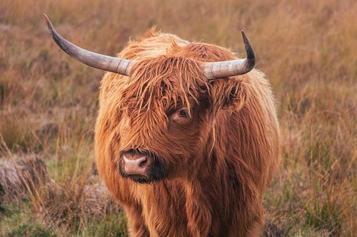 Scottish Highlander