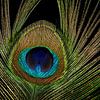 Peacock feather by Kees Korbee