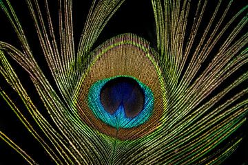 Peacock feather by Kees Korbee