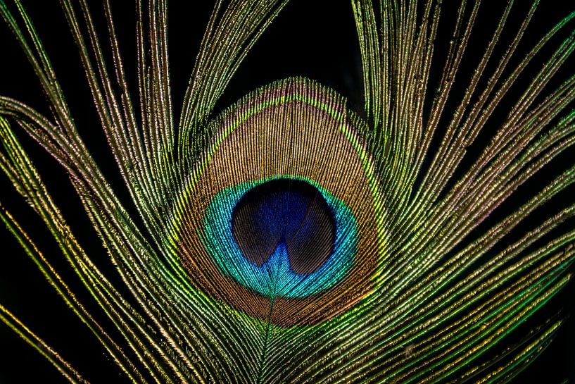 Plume de paon par Kees Korbee
