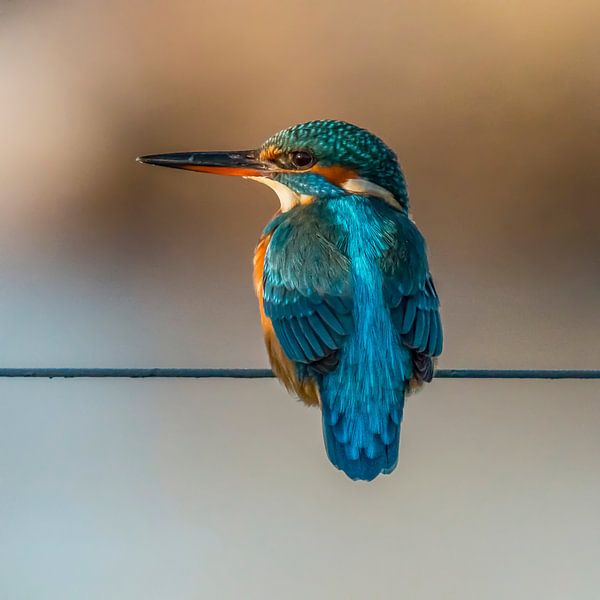 Kingfisher, Alcedo atthis by Gert Hilbink
