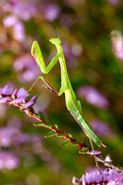 Gottesanbeterin von Thomas Jäger