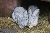 2 big flemish giants