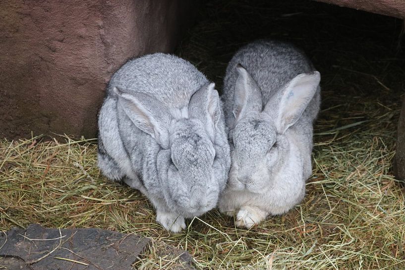 2 big flemish giants by Rosalie Broerze