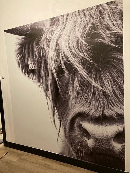 Customer photo: Portrait Scottish Highlander black and white by Sandra van Kampen
