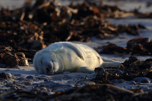 Grijze Zeehond Brul Helgoland Eiland Duitsland