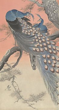 Ohara Koson - Deux paons sur une branche (édité) sur Peter Balan