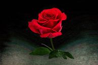 Nahaufnahme einer leuchtend roten Rose mit kleinen Stielen, grünen Blättern und einem schwachen Hint von Rita Phessas Miniaturansicht