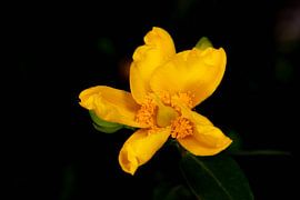 Flowers of Spring - Hypericum 'Hidcote in Front of Black Background von Sebastian Czech