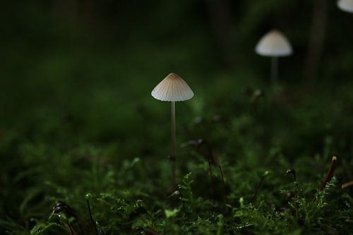 Two Mushrooms