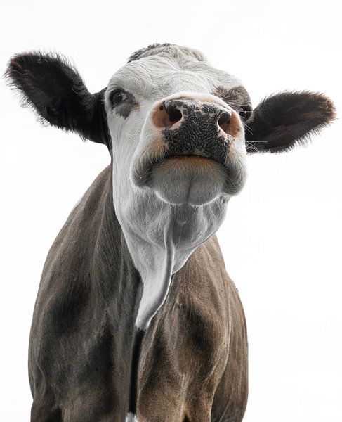 Portrait amusant d'une vache sur fond blanc par Wildlife Designs