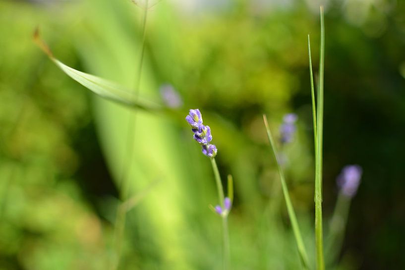 Lavender by Clemens de Laat