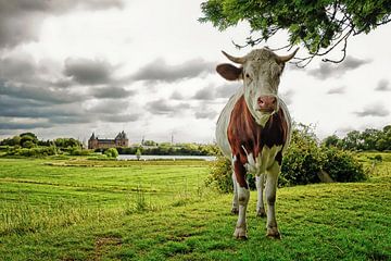 Cow and Muiderslot by Peter Bongers