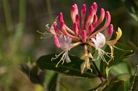 Boskamperfoelie of wilde kamperfoelie in de duinen