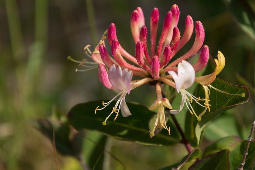 Chèvrefeuille de forêt ou chèvrefeuille sauvage dans les dunes par Mirjam Welleweerd