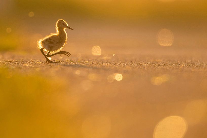 Uferschnepfe (Limosa limosa), Küken auf einer Wiese von Marcel van Kammen