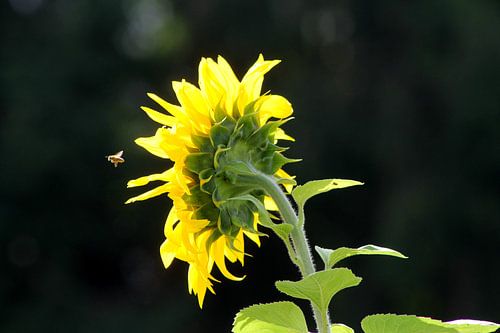 Auf zur nächsten Blume...