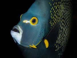 Porträt eines französischen Fischkaisers von René Weterings