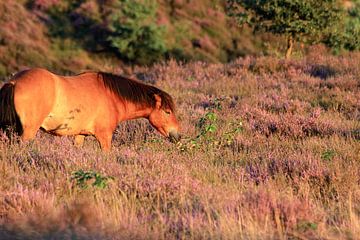 Pferd auf der blühenden Posbank-Heide von Bobsphotography