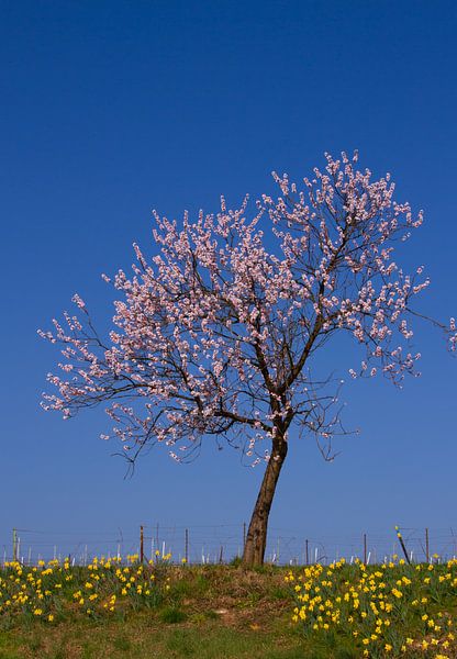 Mandelbaum (2) von Ursula Di Chito