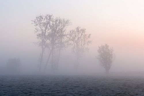 Portrait of trees during a misty sunrise