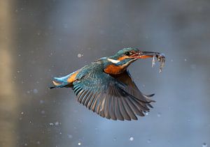 Hab ich dich! Eisvogelweibchen mit einem Fisch!