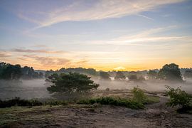 Westruper Heide, Haltern am See, North Rhine-Westphalia, Germany by Alexander Ludwig