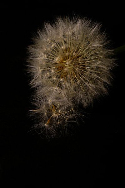 Dandelion by simone swart