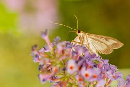Buxusmot op vlinderstruik by Johan Slagers