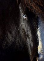 Icelandic horse with blue eyes