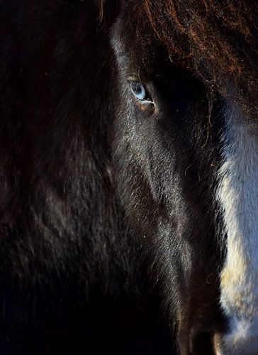 Cheval islandais aux yeux bleus