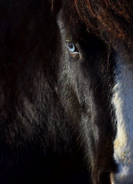 Islandpferd mit blauen Augen von Elisa in Iceland