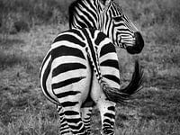 Zebra billen