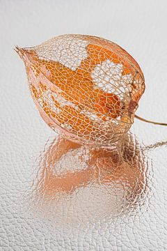 Fragiele vergankelijkheid: Lampionnetje met abstracte reflectie van Marjolijn van den Berg