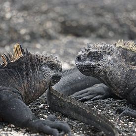 Iguanas on the Galapagos by Femke Looman