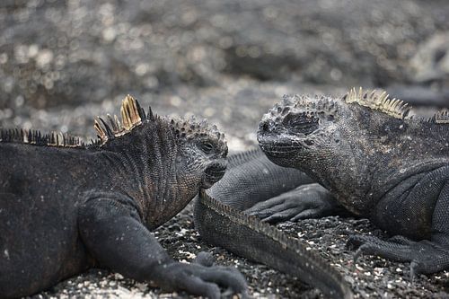 Iguanas op de Galapagos