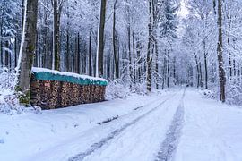 Winter forest at Köhler 19 by Uwe Ulrich Grün