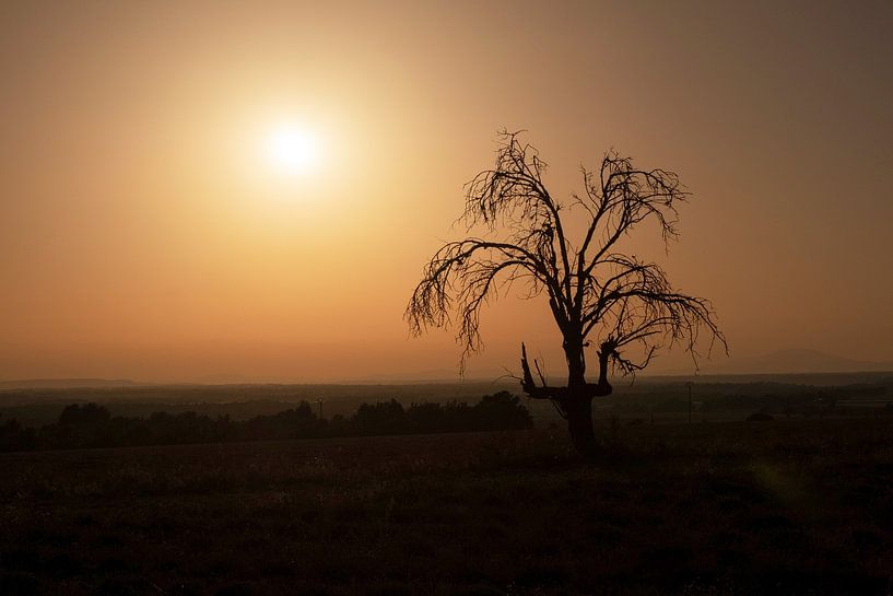Arbre dénudé dans la lumière du soir | Provence par Flatfield