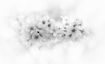 blossom close-up in black&white