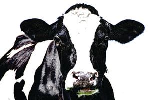 Schwarze und weiße Kuh auf der Wiese