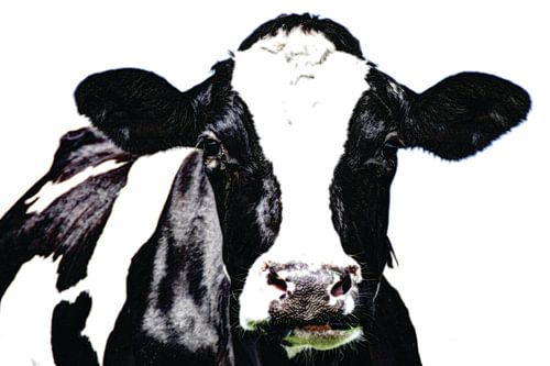 Zwartbont Koe in de Wei