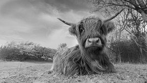 Le Highlander écossais en noir et blanc sur Menno Schaefer