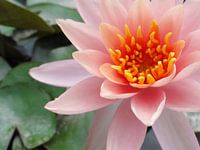 Roze lotus - detail